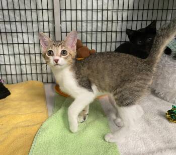 Chipmunk -  Domestic Short Hair Cat for Adoption in Raleigh, North Carolina - Chipmunk | PetCurious
