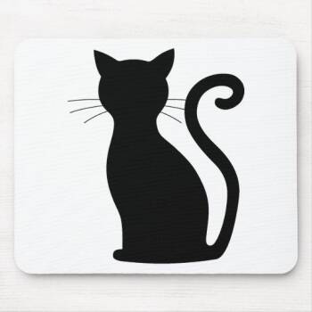 Domestic Short Hair Cats Available for Adoption in Lake Jackson, Texas - Ziggy | PetCurious