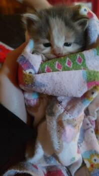 Dilute 1 -  Dilute Calico Cat Available for Adoption in Fair Oaks, Indiana - Dilute 1 | PetCurious