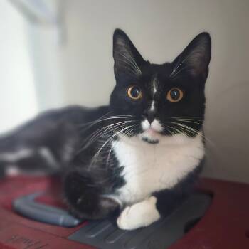 Rescue Domestic Short Hair Cats for Adoption in Union, Missouri - Sox | PetCurious