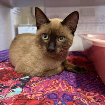 Hawk -  Domestic Short Hair Cat for Adoption in Buffalo, Minnesota - Hawk | PetCurious