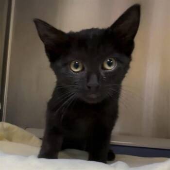 AMELIA -  Domestic Short Hair Cat for Adoption in Alameda, California - AMELIA | PetCurious