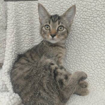 Mela -  Manx Cat for Adoption in New Tazewell, Tennessee - Mela | PetCurious