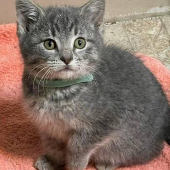 Domestic Short Hair Cats Available for Adoption - Olaf | PetCurious