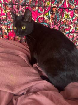 Rescue Domestic Short Hair Cats for Adoption in Ellijay, Georgia - Luna | PetCurious