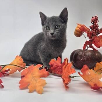 Rescue Domestic Short Hair Cats for Adoption in Morton Grove, Illinois - Lark | PetCurious