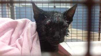ANGEL -  Domestic Short Hair Cat for Adoption in Doral, Florida - ANGEL | PetCurious