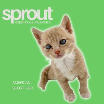 American Shorthair Cats Available for Adoption in Troy, Virginia - Sprout | PetCurious