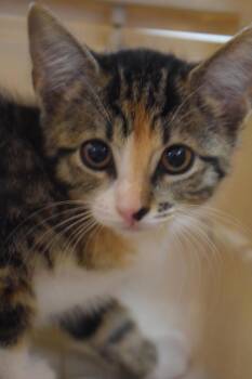 Sabrina K1 -  Domestic Short Hair Cat for Adoption in Pahrump, Nevada - Sabrina K1 | PetCurious