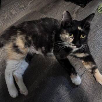Gem -  Domestic Short Hair Cat for Adoption in Greenwood, Missouri - Gem | PetCurious