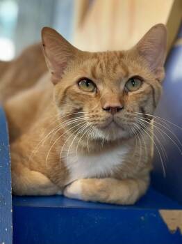 Sneak Peak -  Domestic Short Hair Cat for Adoption in Austin, Texas - Sneak Peak | PetCurious
