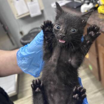 Spam -  Domestic Short Hair Cat for Adoption in Summerville, South Carolina - Spam | PetCurious
