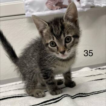 Disco -  Domestic Short Hair Cat for Adoption in Spokane, Washington - Disco | PetCurious