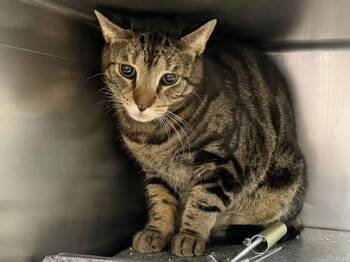 Jasper -  Domestic Short Hair Cat for Adoption in New York, New York - Jasper | PetCurious
