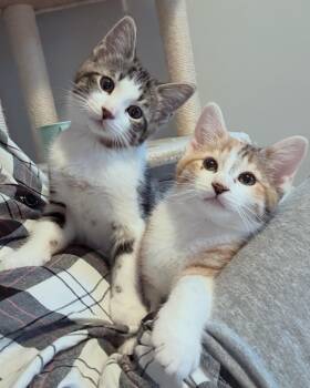 Cadbury and Peeps -  Domestic Short Hair Cat Available for Adoption in Albany, New York - Cadbury And Peeps | PetCurious