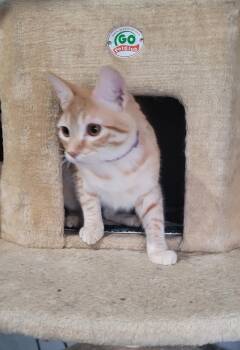 Frida -  Domestic Short Hair Cat for Adoption in Alpine, Texas - Frida | PetCurious