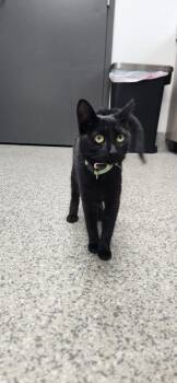 Silk -  American Shorthair Cat for Adoption in Van Wert, Ohio - Silk | PetCurious