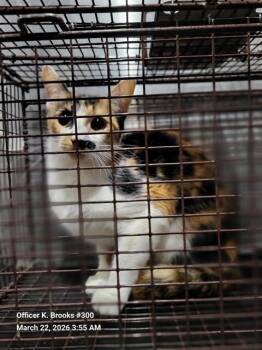 Domestic Short Hair Cats Available for Adoption - A799786 | PetCurious