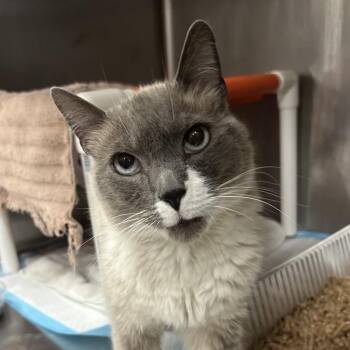 Stein -  Domestic Short Hair Cat for Adoption in Salt Lake City, Utah - Stein | PetCurious
