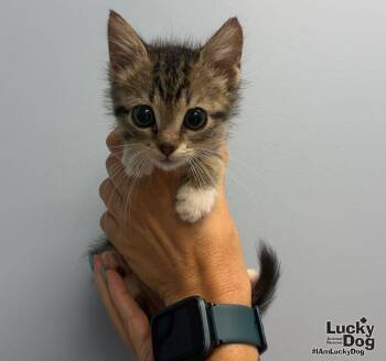 Nirpawna -  Domestic Short Hair Cat for Adoption in Washington, District Of Columbia - Nirpawna | PetCurious