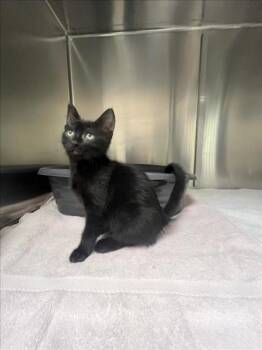 ICING -  Domestic Short Hair Cat for Adoption in Santa Fe, New Mexico - ICING | PetCurious