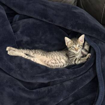 Rescue Domestic Short Hair Cats for Adoption in New Orleans, Louisiana - Templeton | PetCurious