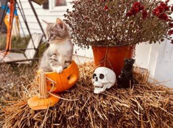 Rescue Domestic Short Hair Cats for Adoption in Berwick, Pennsylvania - Gretchen | PetCurious