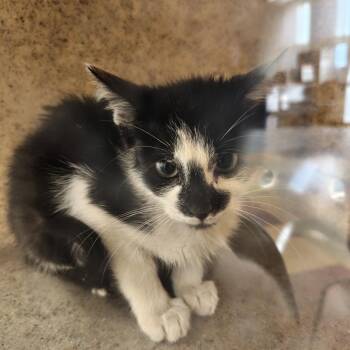 Burgundy Pie -  Domestic Short Hair Cat for Adoption in Philadelphia, Pennsylvania - Burgundy Pie | PetCurious