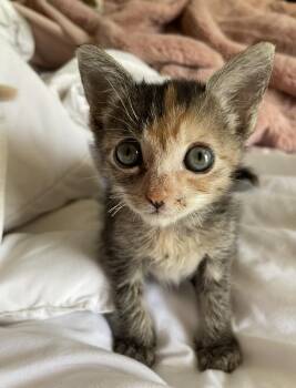 Rescue Torbie Cats for Adoption in Fort Worth, Texas - Maggie | PetCurious