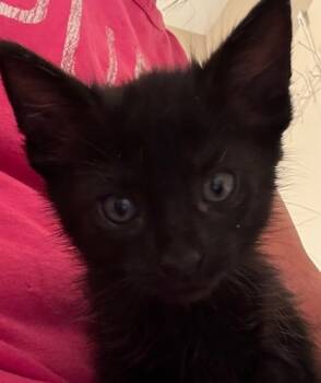 Rescue Domestic Short Hair Cats for Adoption in Chamblee, Georgia - YouTube [Foster] | PetCurious