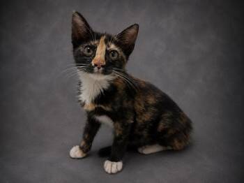 PIPPA -  Domestic Short Hair Cat for Adoption in Winter Haven, Florida - PIPPA | PetCurious