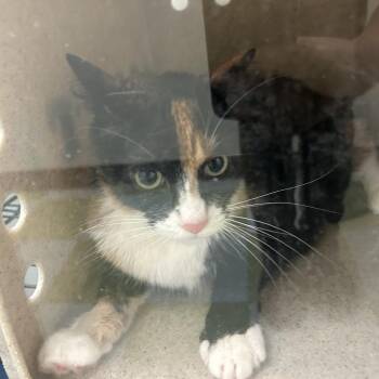 Peanutbutter -  Domestic Short Hair Cat for Adoption in Philadelphia, Pennsylvania - Peanutbutter | PetCurious