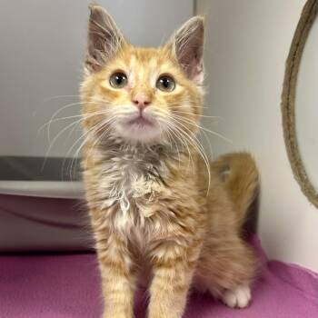 Bubble Ann -  Domestic Long Hair Cat for Adoption in Saint Joseph, Missouri - Bubble Ann | PetCurious