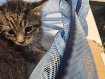 LENNY -  Domestic Short Hair Cat for Adoption in Palmetto, Florida - LENNY | PetCurious