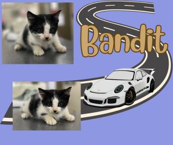 Rescue Domestic Short Hair Cats for Adoption in Hopkinsville, Kentucky - Bandit | PetCurious