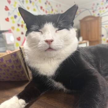 26-164 Soda Pop -  Domestic Short Hair Cat for Adoption in North Branford, Connecticut - 26-164 Soda Pop | PetCurious