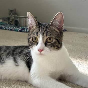 Juniper -  Domestic Short Hair Cat for Adoption in Holly, Michigan - Juniper | PetCurious