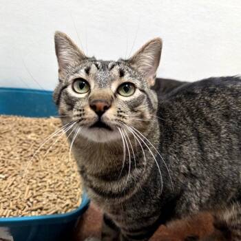 Archie -  Domestic Short Hair Cat for Adoption in Glenwood Springs, Colorado - Archie | PetCurious