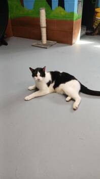 Domestic Short Hair Cats Available for Adoption - Hurricane | PetCurious