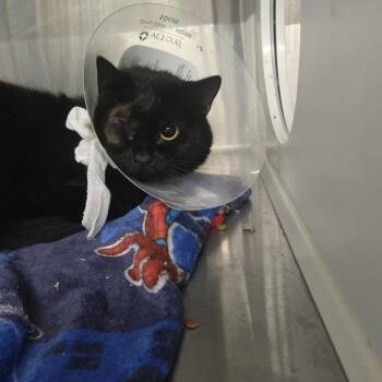 Fetty Wap -  Domestic Short Hair Cat for Adoption in Dearborn, Michigan - Fetty Wap | PetCurious