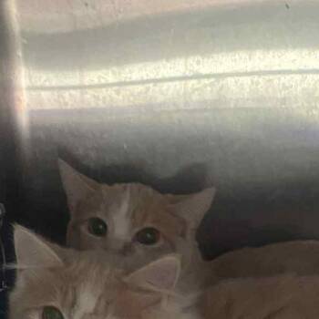 Rescue Domestic Short Hair Cats for Adoption in Huntington, West Virginia - Colonel Meow (18) | PetCurious