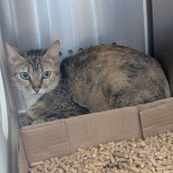 Domestic Short Hair Cats Available for Adoption in Lynchburg, Virginia - Zara | PetCurious