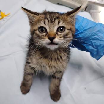 Munch -  Domestic Medium Hair Cat for Adoption in Summerville, South Carolina - Munch | PetCurious