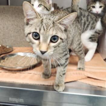 Juniper -  Domestic Short Hair Cat for Adoption in Fort Wayne, Indiana - Juniper | PetCurious