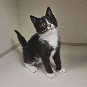 Domestic Short Hair Cats Available for Adoption in Wapakoneta, Ohio - Toasty | PetCurious