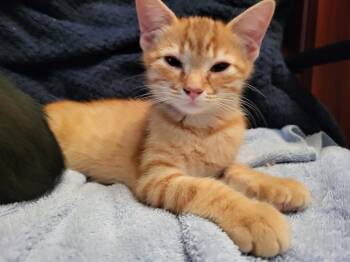 Simmer26 -  Domestic Short Hair Cat for Adoption in Youngsville, North Carolina - Simmer26 | PetCurious