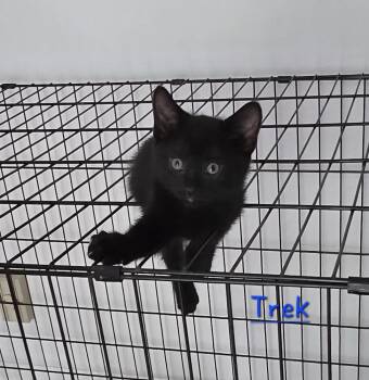 Trek -  Domestic Short Hair Cat for Adoption in Lorain, Ohio - Trek | PetCurious