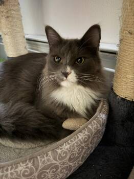 Domestic Long Hair Cats Available for Adoption in Derry, New Hampshire - Socks | PetCurious