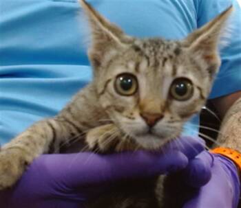 Domestic Short Hair Cats Available for Adoption in Doral, Florida - MINY | PetCurious