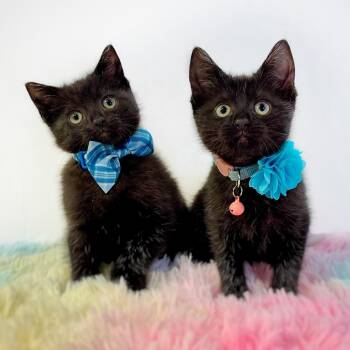 Domestic Short Hair Cats Available for Adoption in Watertown, Wisconsin - Swampy And Puddles (Bonded Pair) | PetCurious